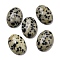 Natural Dalmatian Jasper Cabochons, Oval, 18x13x5~5.5mm