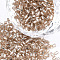 Grade A Glass Seed Beads, Hexagon(Two Cut), Silver Lined, PeachPuff, 1.5~2.5x1.5~2mm, Hole: 0.8mm, about 2100pcs/bag, 450g/bag