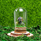 Glass Dome Cover with Natural Dragon Blood Mushroom Inside, Cloche Bell Jar Terrarium with Cork Base, Micro Landscape Garden Decoration Accessories, 30x55mm