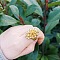 Ethnic Retro Style Flower Alloy Cuff Rings, Golden, Inner Diameter: Adjustable