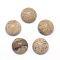 Natural Picture Jasper Cabochons, Half Round, 12x5~6mm
