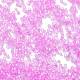 Стеклянные бусины прозрачных цветов SEED-H003-01M-3