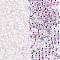 Iridescent Transparent Glass Seed Beads, Rondelle, Dark Orchid, 4~5x3~4mm, Hole: 1~1.2mm, about 6428pcs/pound