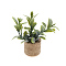 Plastic Potted Plant Mini Model, with Magnet, Micro Landscape Dollhouse Accessories, Pretending Prop Decorations, Green, 70x70mm