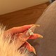Овальные и прямоугольные кольца из стерлингового серебра с микропаве из кубических цирконий для женщин RJEW-F180-03P-8