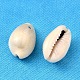 Подвески из натуральной каури BSHE-S049-2