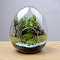 Egg-Shaped Glass Vase, Hydroponic Succulent Micro-Landscape Glass Bottle, Moss Home Decoration, Clear, 150x180mm