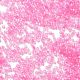 Стеклянные бусины прозрачных цветов SEED-H003-01F-3