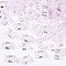 2-Hole Transparent Glass Seed Beads, Rectangle, Pink, 4.5~5.5x2~2.5x2mm, Hole: 0.5~0.8mm