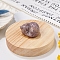 Natural Indian Jade Display Decorations, Reiki Energy Stone Figurine, Sleeping Cat, 33.5x39x23.5mm