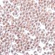 Светящиеся стеклянные бусины X1-SEED-A033-07C-4