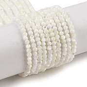 Нити бусин из натуральной ракушки трохус BSHE-G036-08A-01