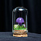 Glass Dome Cover with Natural Amethyst Mushroom Inside, Cloche Bell Jar Terrarium with Cork Base, Micro Landscape Garden Decoration Accessories, 30x55mm