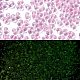 Светящиеся стеклянные бусины SEED-A033-07N-1