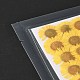 Центавр иберика тиснение сушеный цветок DIY-K032-65A-3