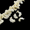 Chips Natural Sea Shell Beads Strands, Shell Shards, 17~31x10~25x3~18mm, Hole: 1mm, about 68pcs/strand, 15.7 inch