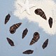Спиральные бусины из ракушек SSHEL-SC0001-07-4