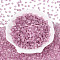 Transparent Inside Colours Glass Seed Beads, Triangle, Flamingo, 3.4x3.4~3.8x3.4~3.8mm, Hole: 1mm, about 7500pcs/pound
